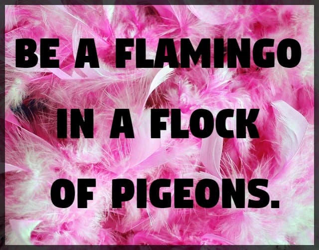 Soyez un flamant dans une volée de pigeons.