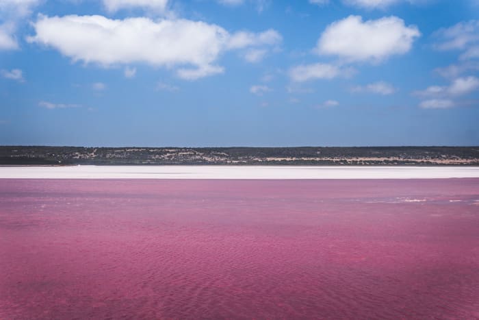 Avec une forte teneur en sel similaire à celle de la mer Morte, le lac Pink en Australie tire sa couleur inhabituelle de la bactérie Salinibacter ruber. Sa couleur rose varie en fonction de la quantité de pluie.