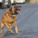Voici quelques-unes des races de chiens les plus dangereuses au monde