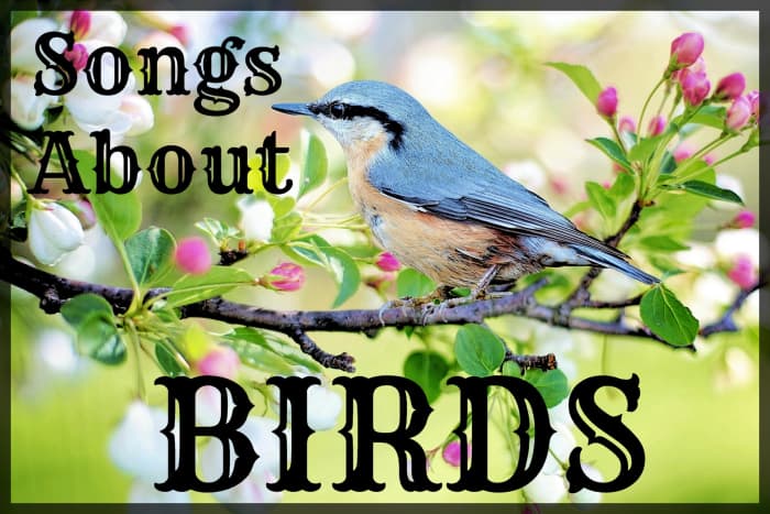 Célébrez les doux oiseaux chanteurs, les aigles qui s'envolent et d'autres oiseaux avec une playlist de chansons pop, rock et country. Tweet, tweet !