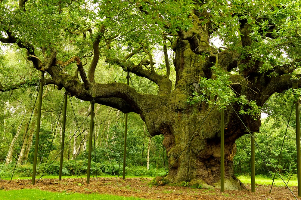 Les arbres les plus célèbres du monde: le chêne