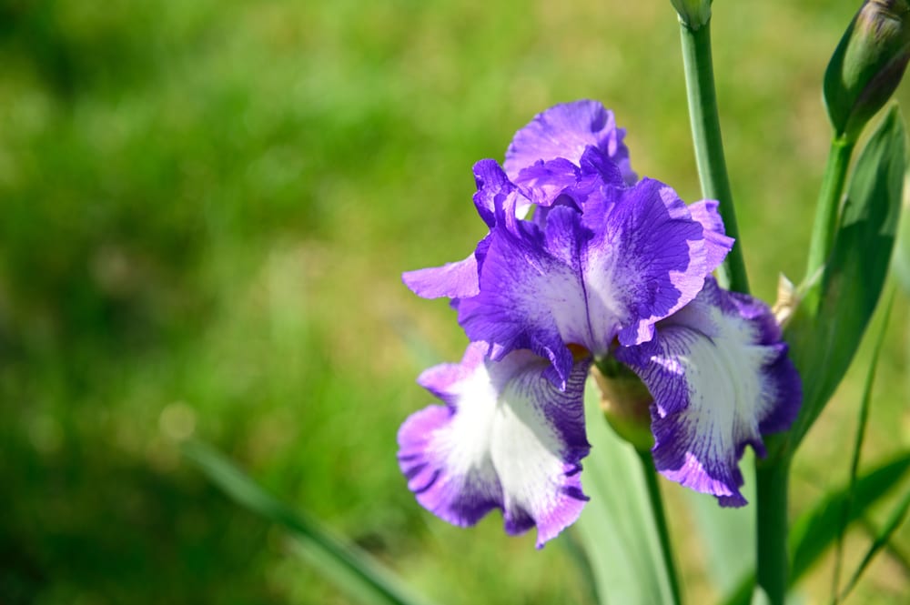 Les plus belles fleurs - iris