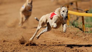 Fastest Dog Breeds - Greyhound