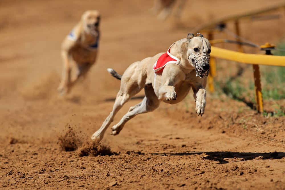 Races de chiens les plus rapides - Greyhound