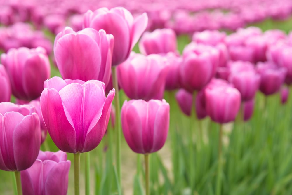 Plantes les plus chères - Bulbe de tulipe