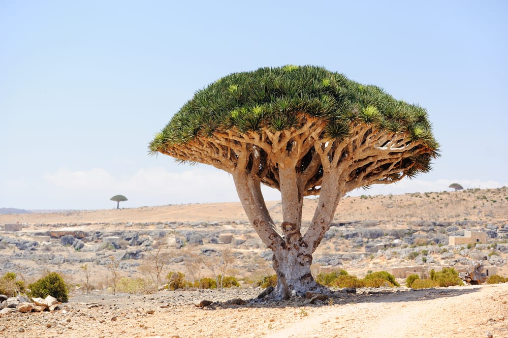 Les arbres les plus célèbres du monde: Dragon Tree