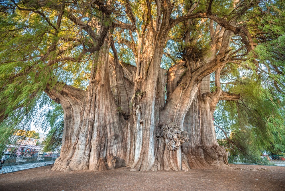 Les arbres les plus célèbres du monde: Arbol del Tule