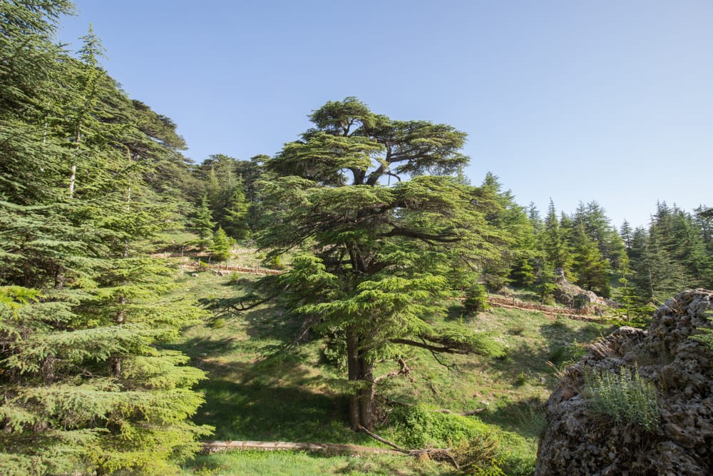 Les arbres les plus célèbres du monde: les cèdres de Dieu