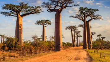 10 arbres les plus célèbres du monde
