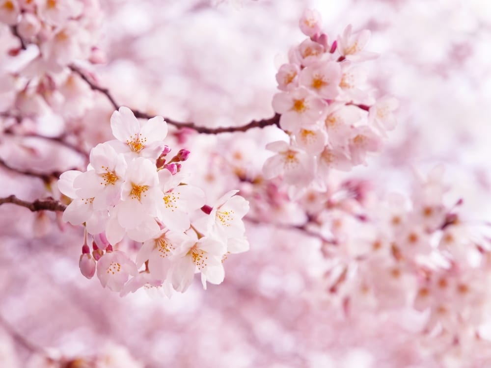 Les plus belles fleurs - fleur de cerisier