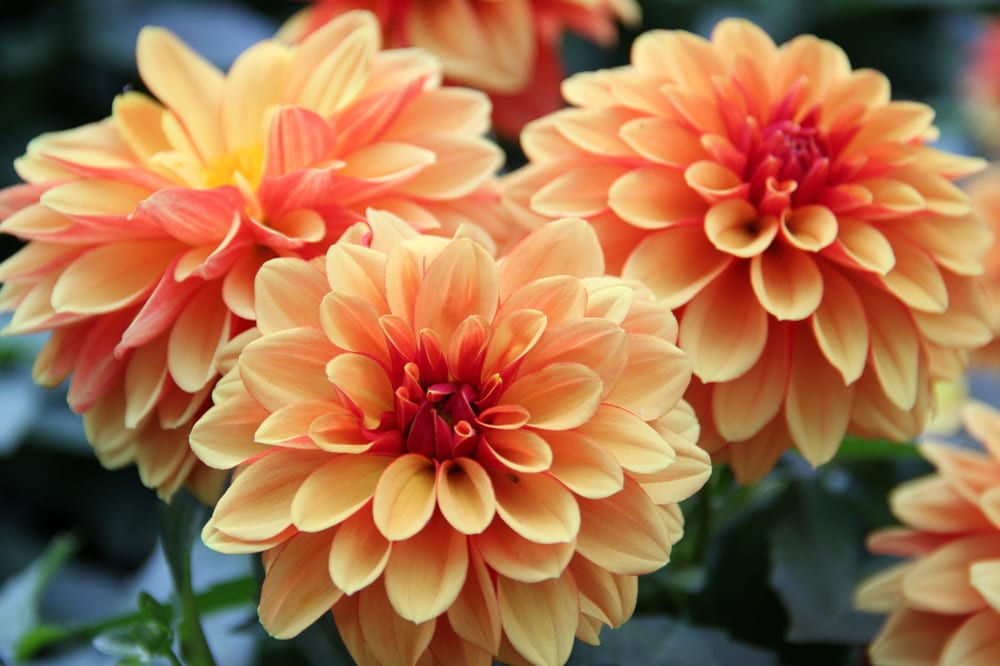 Les plus belles fleurs - dahlia