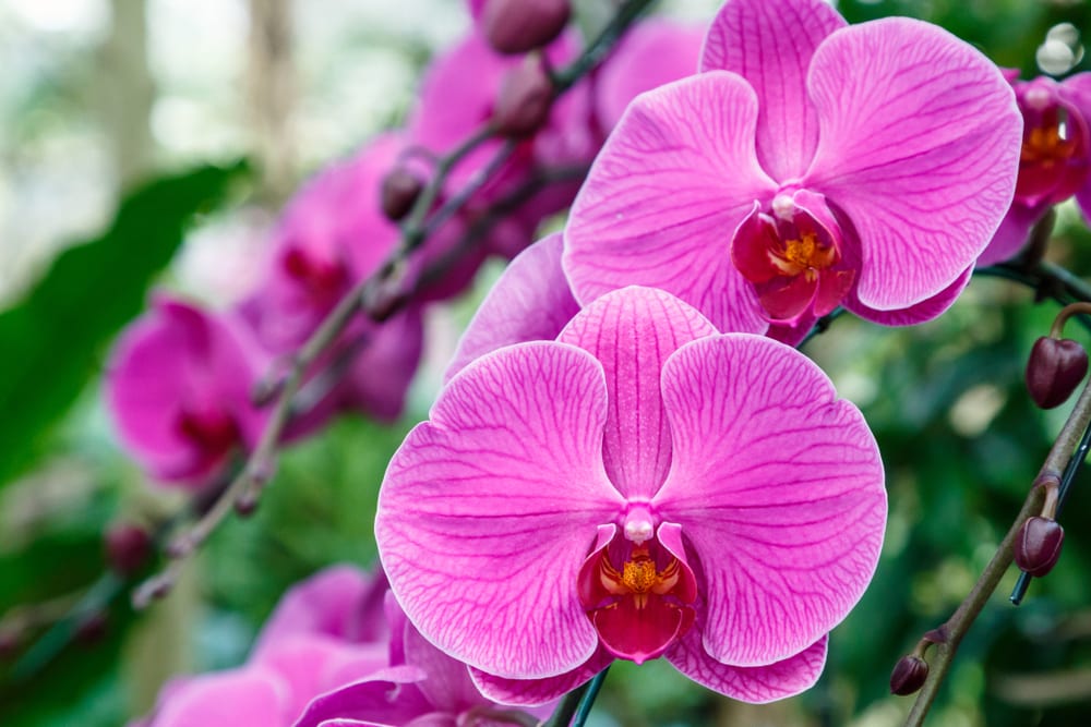 Les plus belles fleurs - orchidée