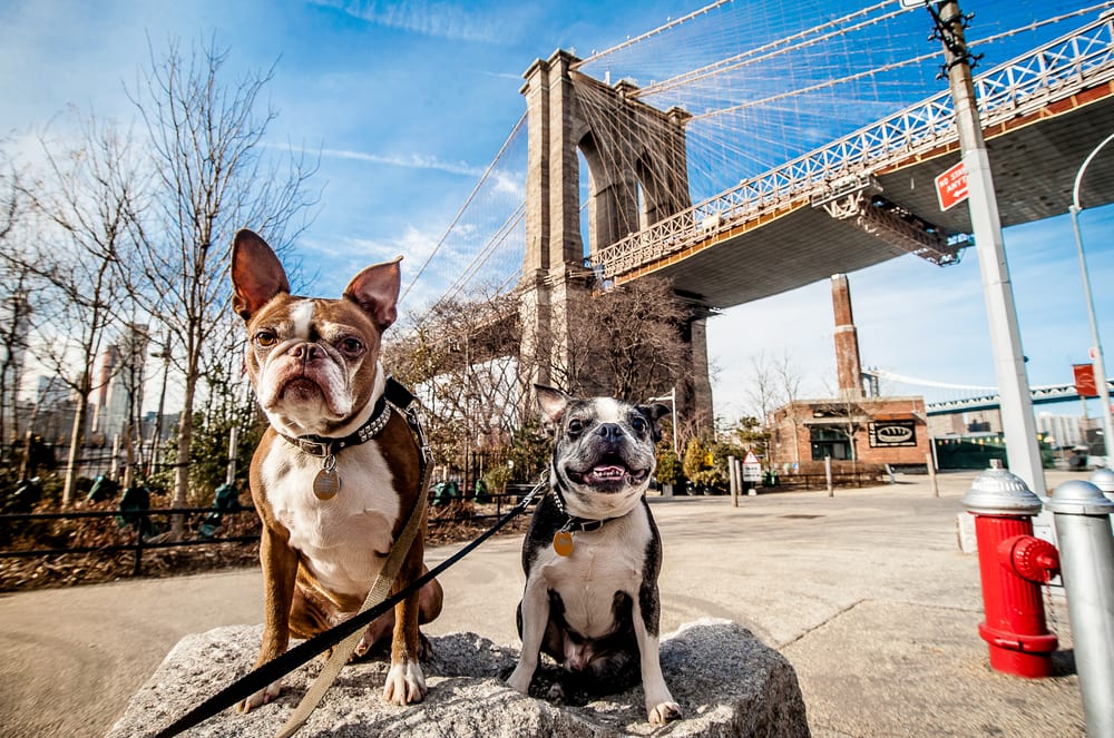 Les villes les plus acceptant les animaux - New York NY