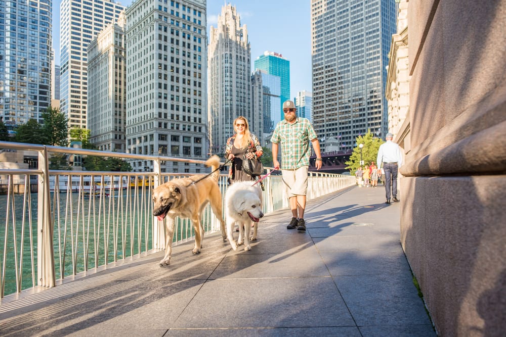 Les villes les plus acceptant les animaux - Chicago IL
