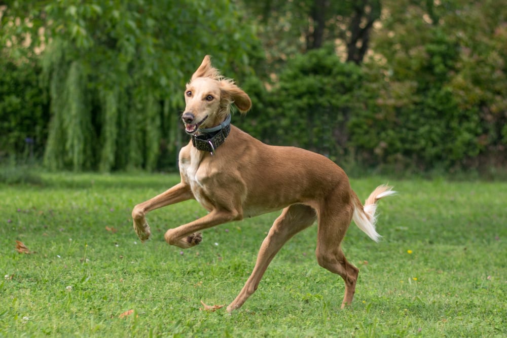 Races de chiens les plus rapides - Saluki