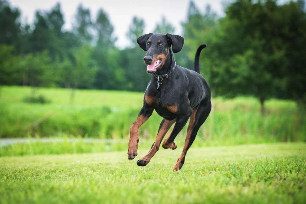 Races de chiens les plus rapides - Doberman Pinscher