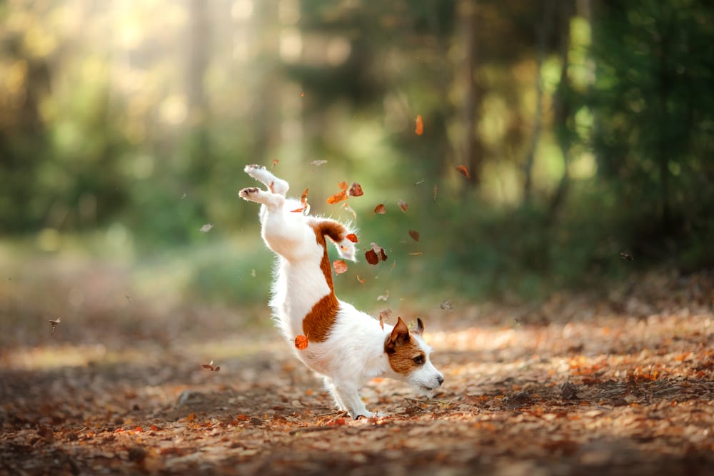 Races de chiens les plus rapides - Jack Russell Terrier