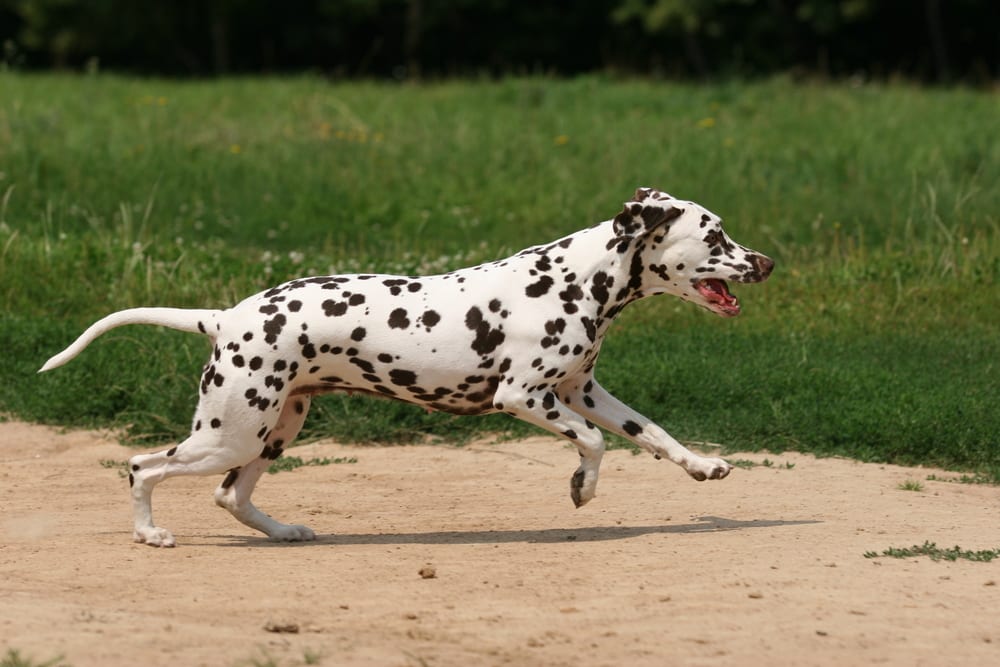 Races de chiens les plus rapides - Dalmatien