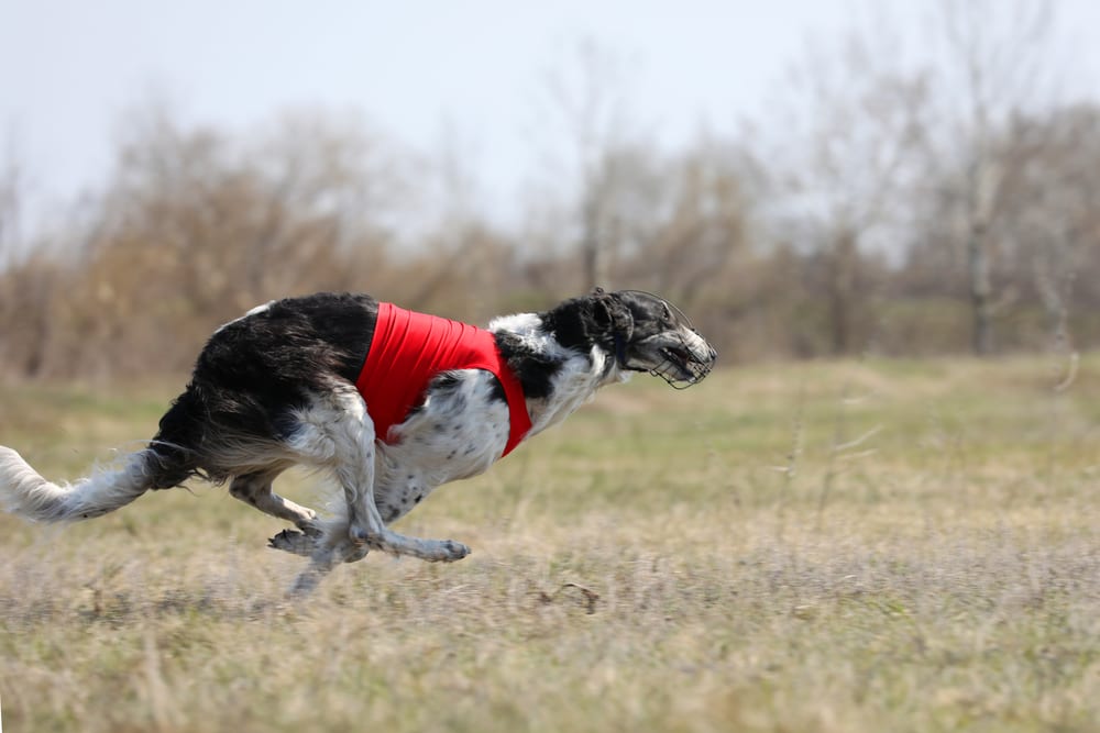 Races de chiens les plus rapides - Borzoi