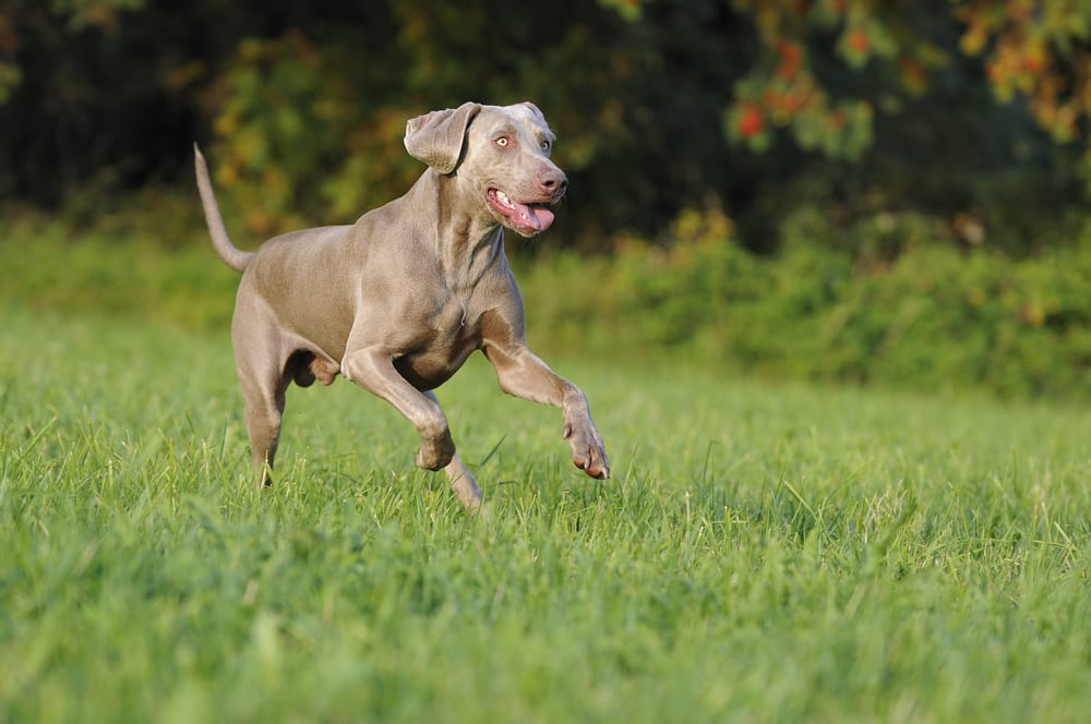 Races de chiens les plus rapides - Braque de Weimar