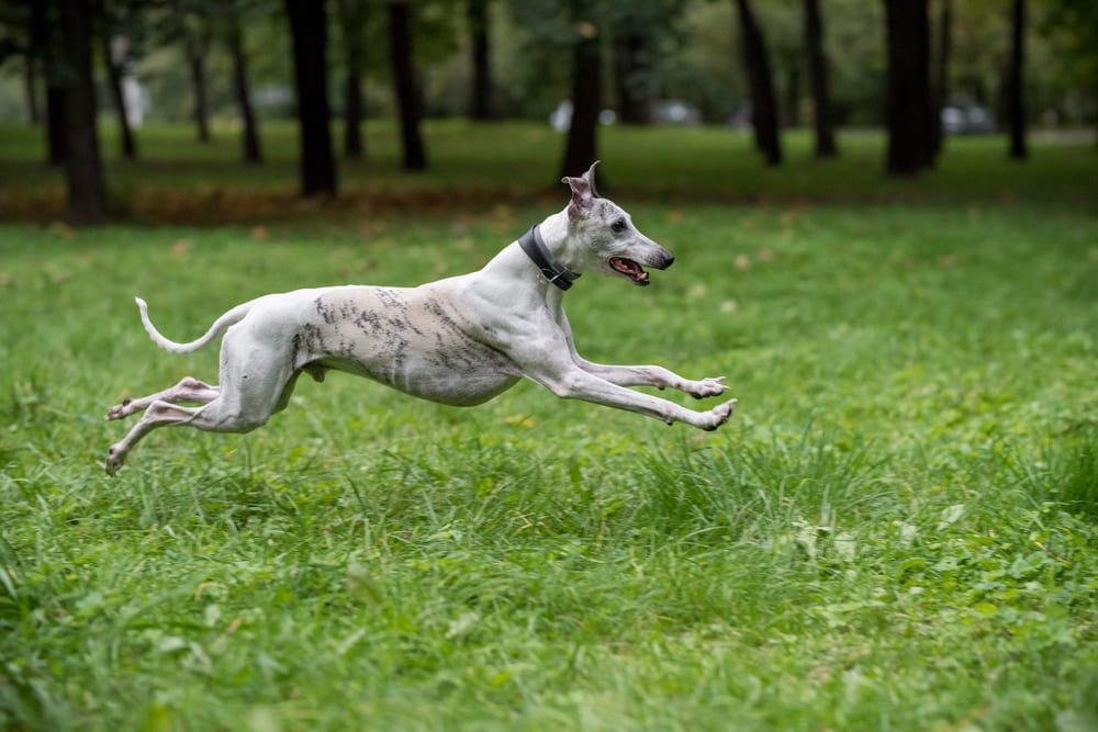 Races de chiens les plus rapides - Whippet