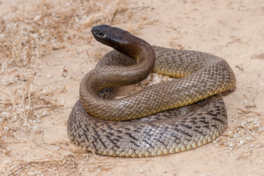 La plupart des serpents venimeux - Inland Taipan