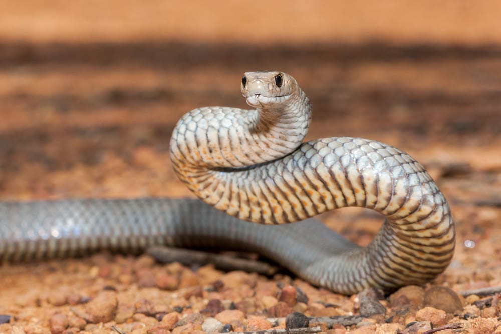 La plupart des serpents venimeux - Serpent brun de l'Est