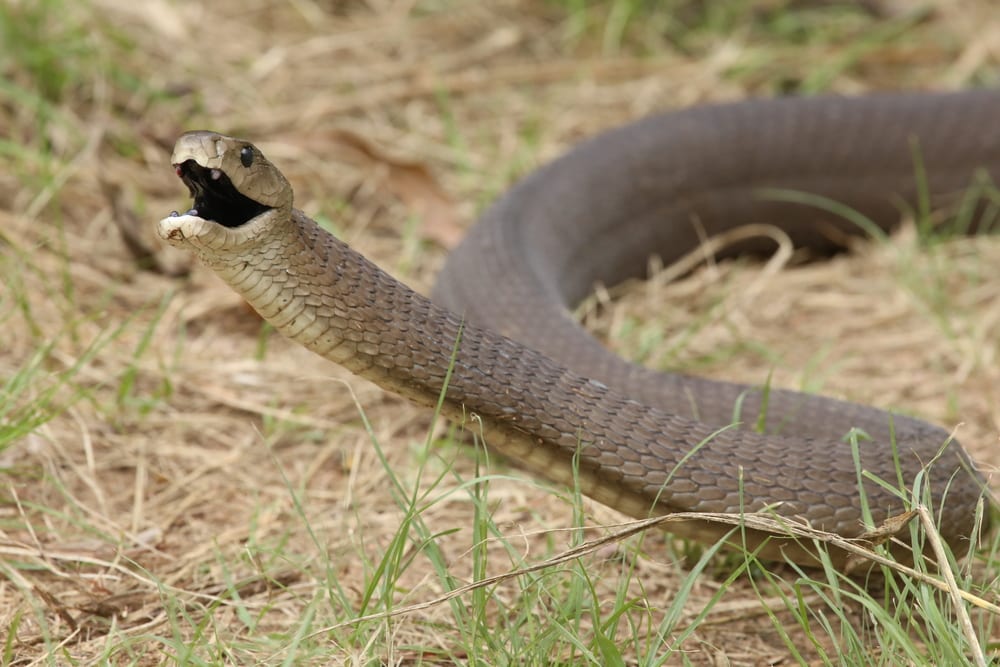 La plupart des serpents venimeux - Black Mamba