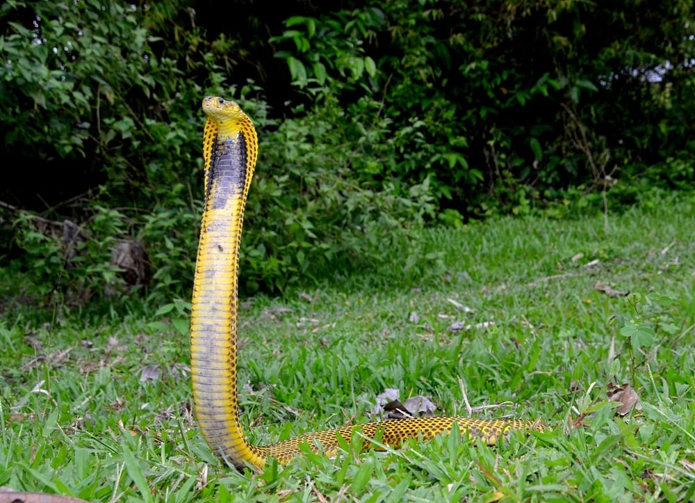 La plupart des serpents venimeux - Cobra des Philippines