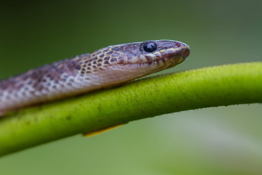 La plupart des serpents venimeux - Blue Krait
