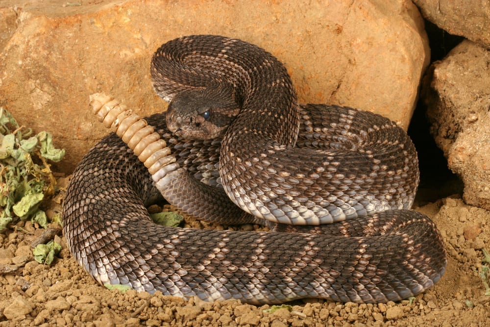 La plupart des serpents venimeux - Serpent à sonnette