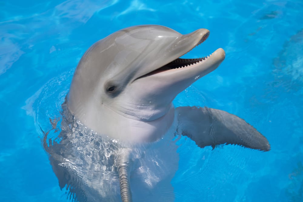 Les animaux auditifs les plus extrêmes - Dolphin