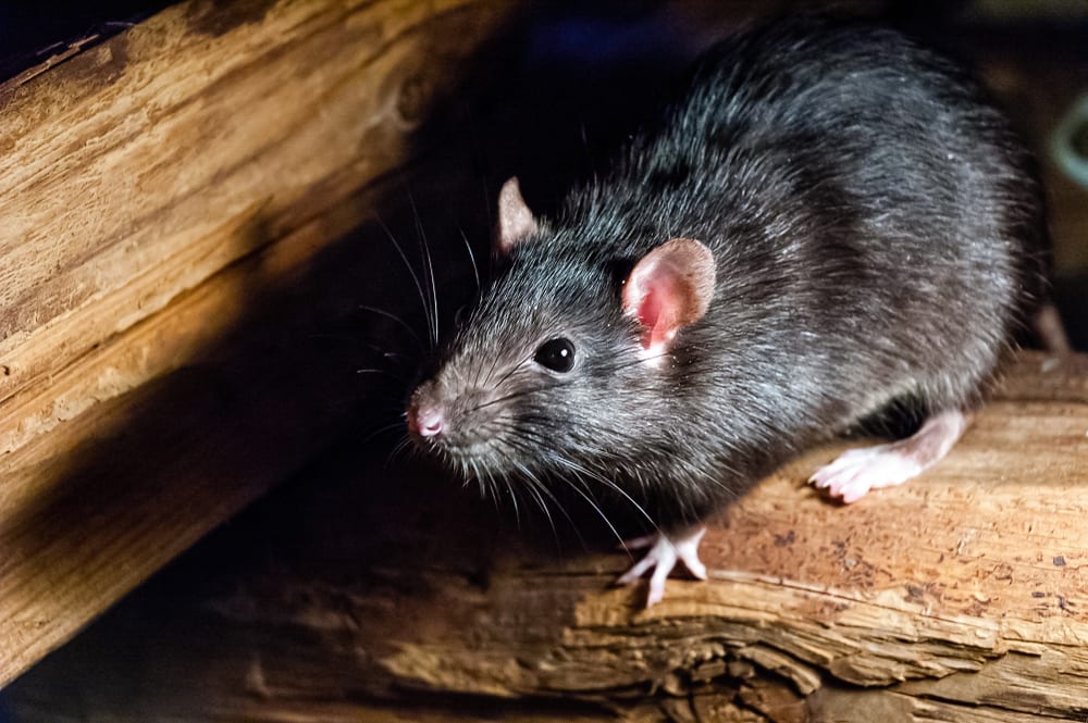 Les animaux auditifs les plus extrêmes - Rat