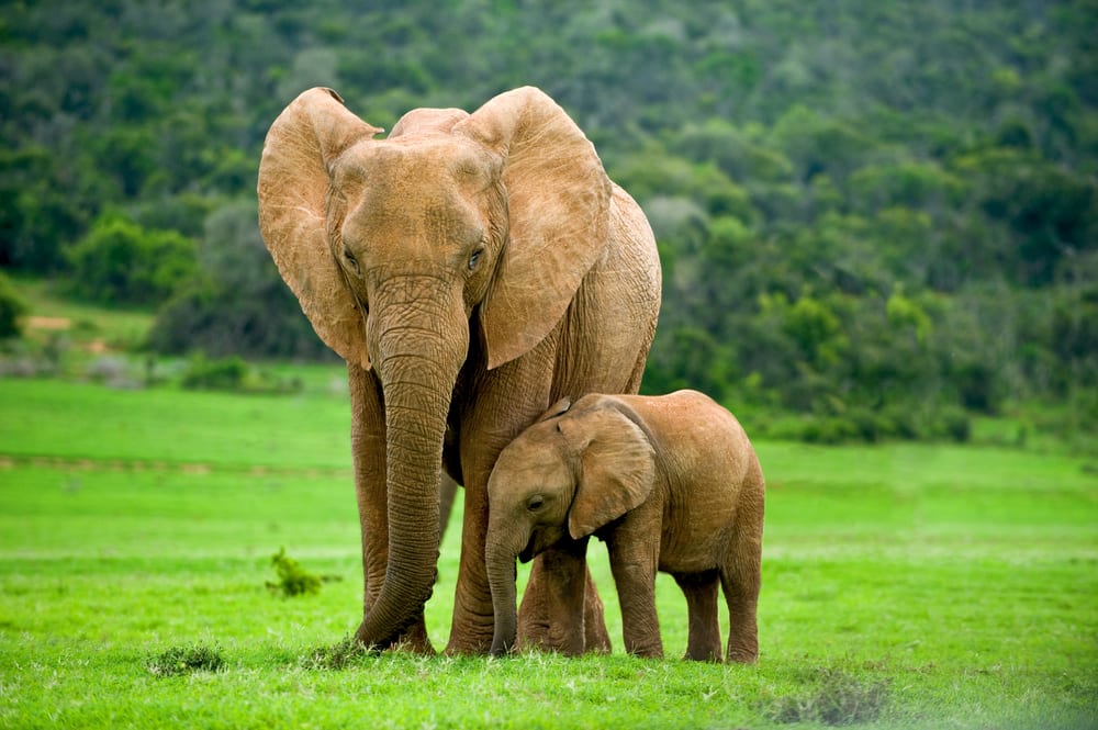 Les animaux auditifs les plus extrêmes - Éléphant