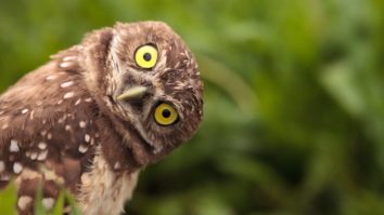 Most extreme hearing animals - Owl