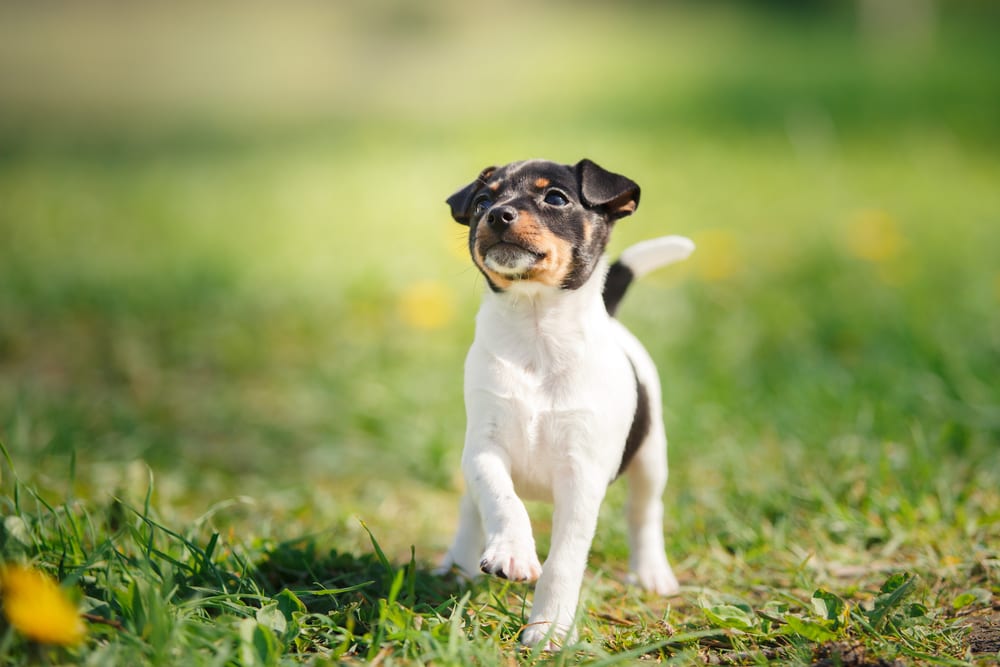 Chiens les moins chers - Toy Fox Terrier